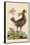 Amercan Partridge-Mark Catesby-Framed Stretched Canvas