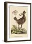 Amercan Partridge-Mark Catesby-Framed Art Print