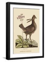 Amercan Partridge-Mark Catesby-Framed Art Print