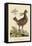 Amercan Partridge-Mark Catesby-Framed Stretched Canvas