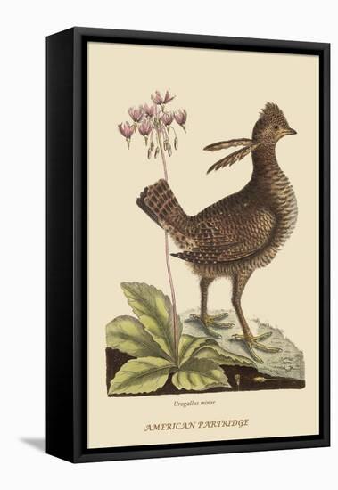 Amercan Partridge-Mark Catesby-Framed Stretched Canvas