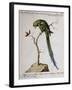 America Parrot or Parakeet-null-Framed Giclee Print