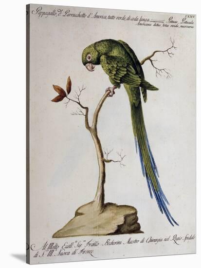 America Parrot or Parakeet-null-Stretched Canvas