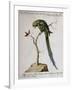 America Parrot or Parakeet-null-Framed Giclee Print