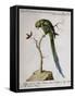 America Parrot or Parakeet-null-Framed Stretched Canvas
