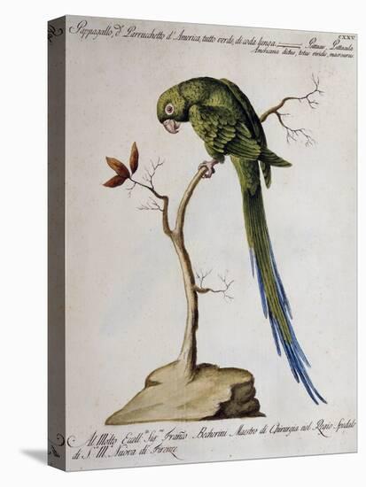 America Parrot or Parakeet-null-Stretched Canvas