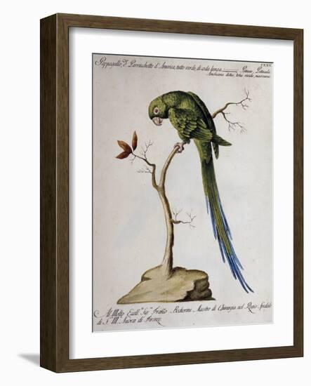 America Parrot or Parakeet-null-Framed Giclee Print