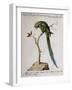 America Parrot or Parakeet-null-Framed Giclee Print