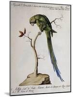 America Parrot or Parakeet-null-Mounted Giclee Print