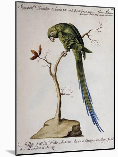 America Parrot or Parakeet-null-Mounted Giclee Print