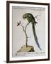 America Parrot or Parakeet-null-Framed Giclee Print