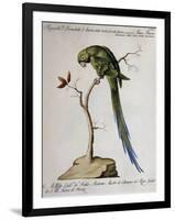 America Parrot or Parakeet-null-Framed Giclee Print