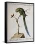 America Parrot or Parakeet-null-Framed Stretched Canvas