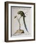 America Parrot or Parakeet-null-Framed Giclee Print