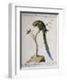 America Parrot or Parakeet-null-Framed Giclee Print