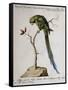 America Parrot or Parakeet-null-Framed Stretched Canvas