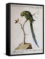 America Parrot or Parakeet-null-Framed Stretched Canvas