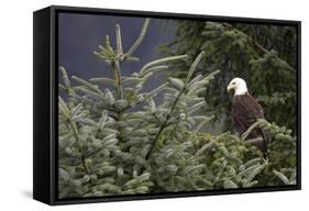 America's Bird-Susann Parker-Framed Stretched Canvas