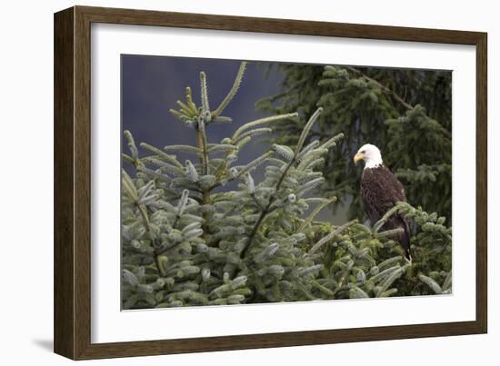 America's Bird-Susann Parker-Framed Photographic Print