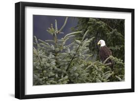 America's Bird-Susann Parker-Framed Photographic Print