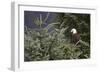 America's Bird-Susann Parker-Framed Photographic Print