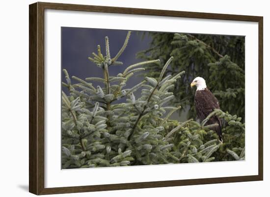 America's Bird-Susann Parker-Framed Photographic Print