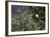 America's Bird-Susann Parker-Framed Photographic Print