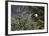 America's Bird-Susann Parker-Framed Photographic Print