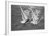 America's Cup Competitors-Alan Altman-Framed Photographic Print