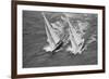 America's Cup Competitors-Alan Altman-Framed Photographic Print