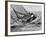 America's Cup Trials-null-Framed Photographic Print