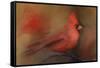 America's Favorite Red Bird-Jai Johnson-Framed Stretched Canvas