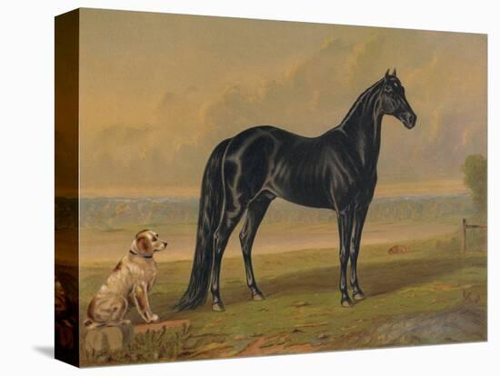 America’s Renowned Stallions, c. 1876 I-Vintage Reproduction-Stretched Canvas