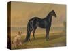 America’s Renowned Stallions, c. 1876 I-Vintage Reproduction-Stretched Canvas