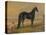 America’s Renowned Stallions, c. 1876 I-Vintage Reproduction-Stretched Canvas
