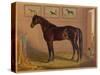 America’s Renowned Stallions, c. 1876 IV-Vintage Reproduction-Stretched Canvas