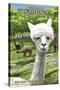 America's Stonehenge, New Hampshire - Alpacas-Lantern Press-Stretched Canvas