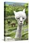 America's Stonehenge, New Hampshire - Alpacas-Lantern Press-Stretched Canvas
