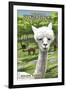 America's Stonehenge, New Hampshire - Alpacas-Lantern Press-Framed Art Print