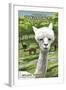 America's Stonehenge, New Hampshire - Alpacas-Lantern Press-Framed Art Print