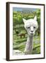 America's Stonehenge, New Hampshire - Alpacas-Lantern Press-Framed Art Print