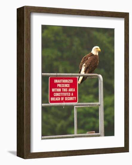 America Under Eagle Watch-Charles Glover-Framed Giclee Print