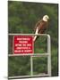 America Under Eagle Watch-Charles Glover-Mounted Giclee Print