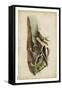 American Advocet-John James Audubon-Framed Stretched Canvas