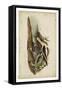 American Advocet-John James Audubon-Framed Stretched Canvas