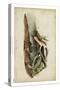 American Advocet-John James Audubon-Stretched Canvas