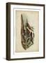 American Advocet-John James Audubon-Framed Art Print