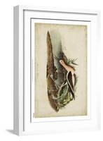 American Advocet-John James Audubon-Framed Art Print