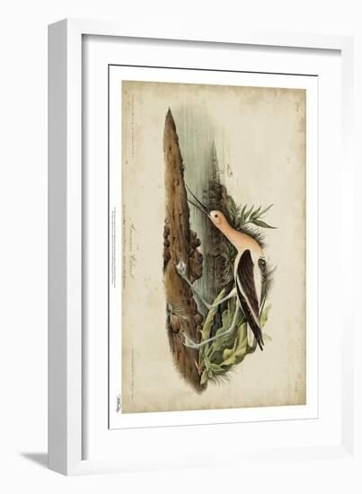 American Advocet-John James Audubon-Framed Art Print