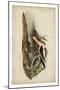 American Advocet-John James Audubon-Mounted Art Print